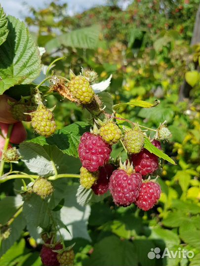 Ремонтантная малина