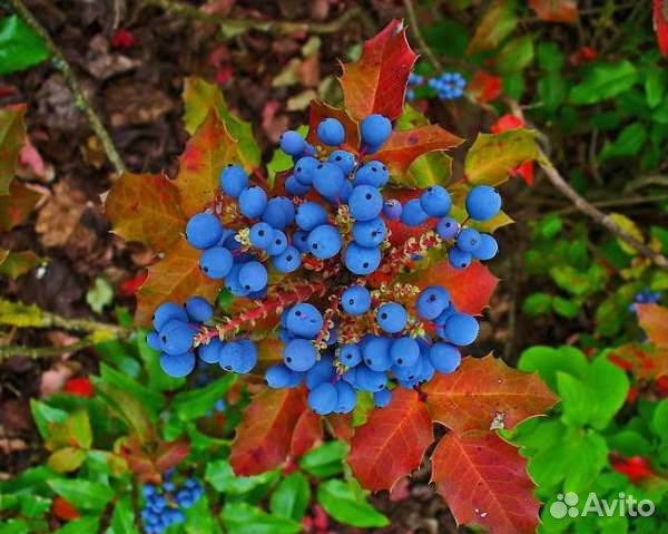 Магония падуболистная