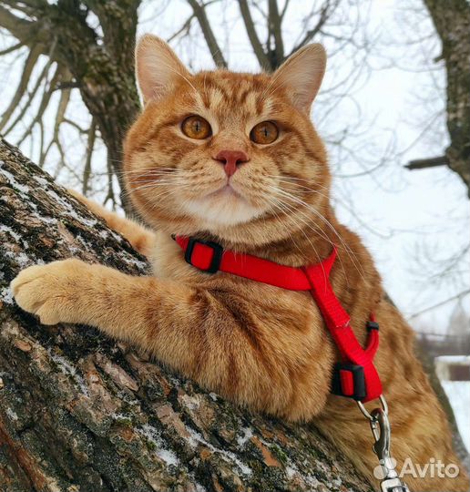 Курильский кот вязка
