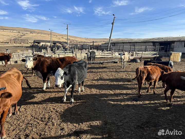 Коровы,телки, телята