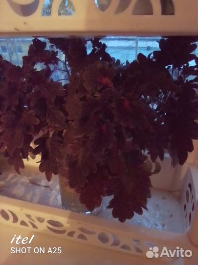 Комнатные растения цветы большие