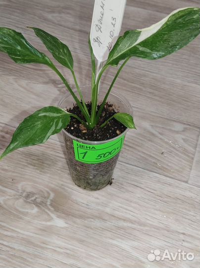 Спатифиллум Джемини, Домино, Сильвер Рейн