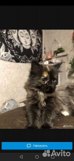 Шотландские вислоухие котята