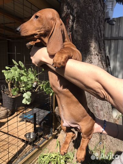 Такса стандартная гладкошерстная