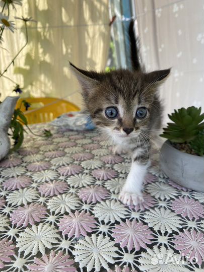 Отдам котят в добрые руки