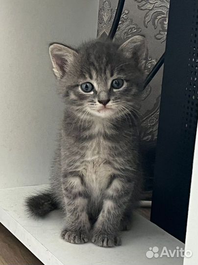 Кошка в дар бесплатно