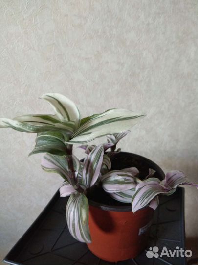 Традесканции и каллизии часть 3