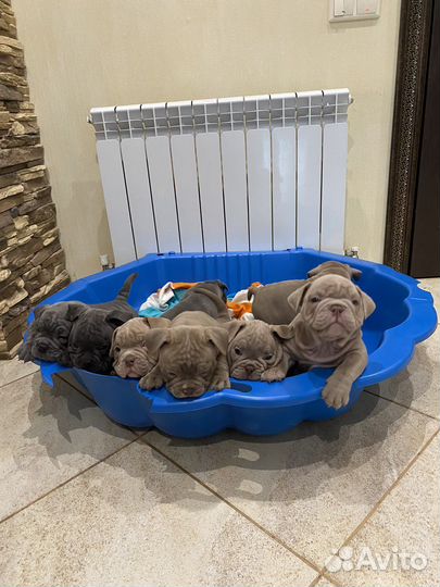 Американские булли экзоты