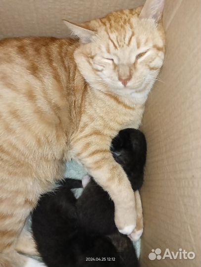 Котята в дар
