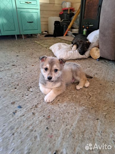 Собака в добрые руки отдам бесплатно