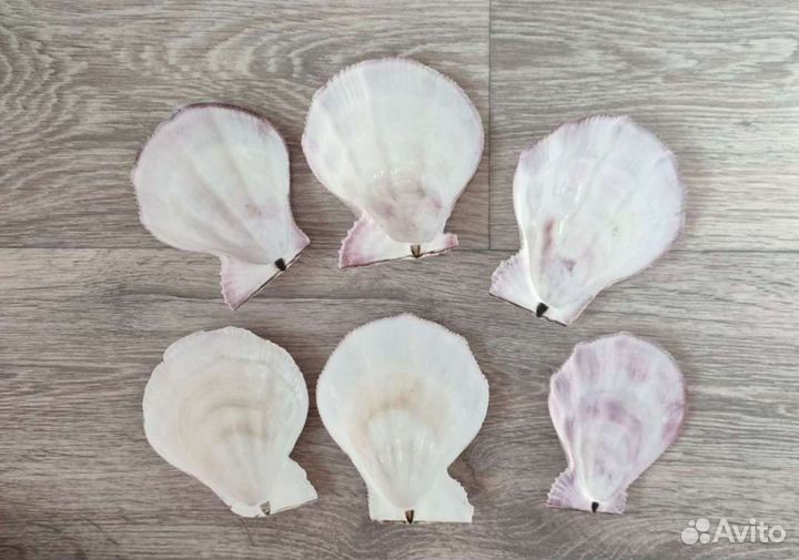 Морская ракушка морской гребешок