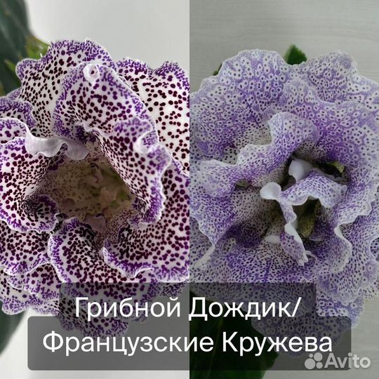 Семена глоксиний (опыления)