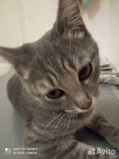 Кошечка 4-5 мес