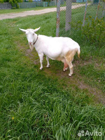 Продам коз