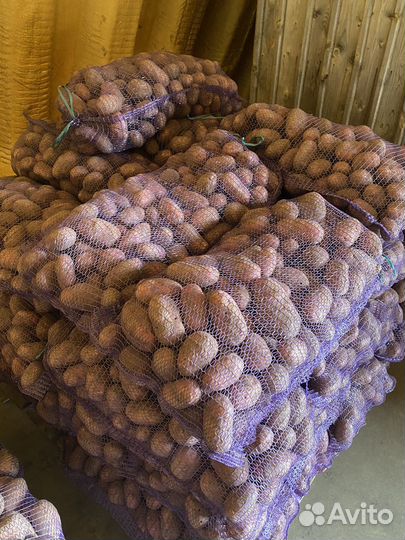 Картофель сорт Рэд Скарлет