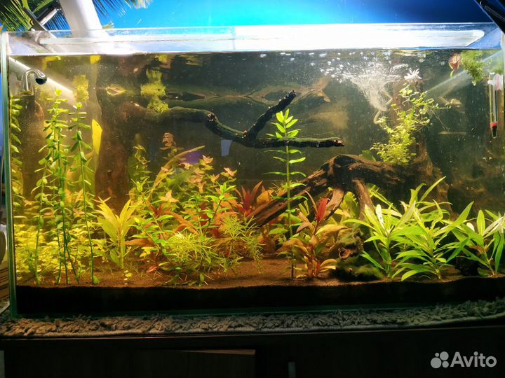 Аквариумные растения