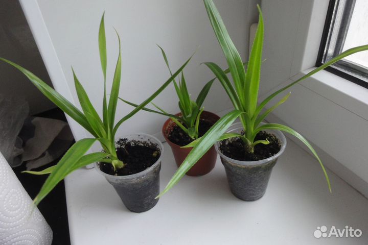 Пальма винтовая Панданус