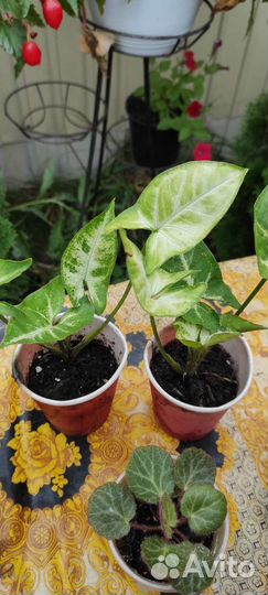 Комнатные растения