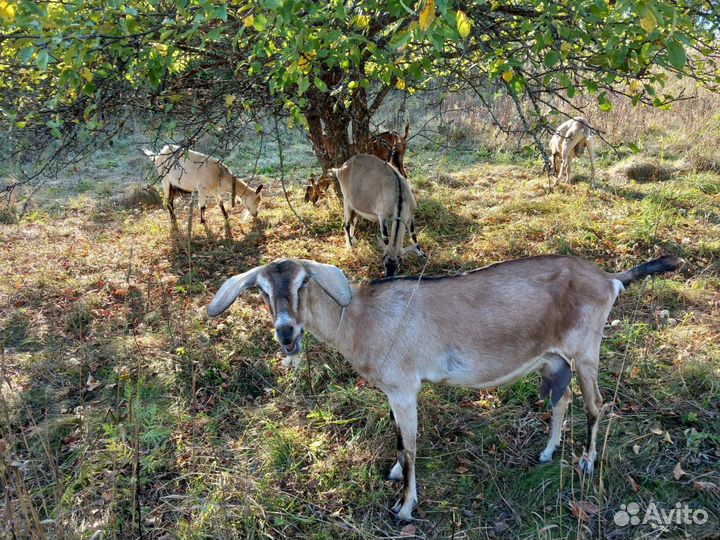 Козы дойные, козел на племя