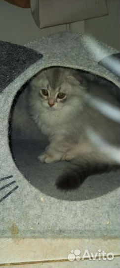 Домик для котенка