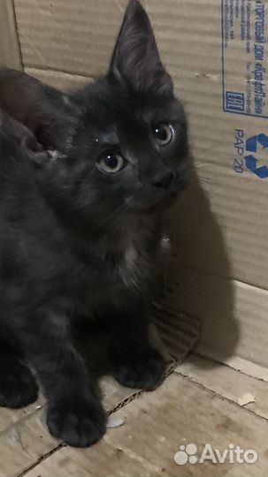 Полумейн-кунята