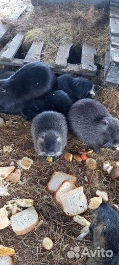 Нутрии на племя и мясо