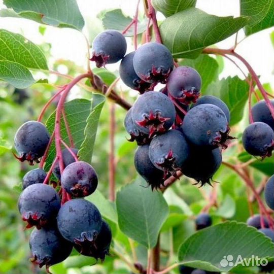 Ирга саженцы