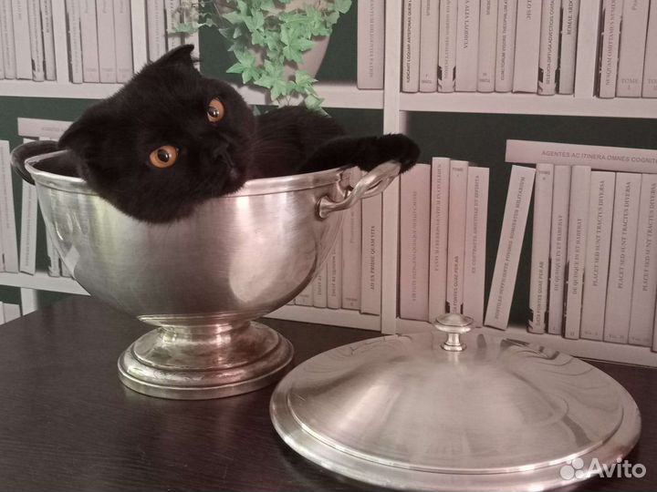 Супница WMF антиквариат, 4 л. Двойное серебрение