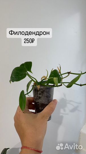 Комнатные цветы