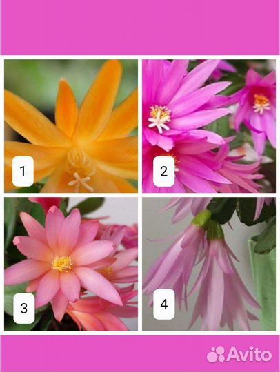 Рипсалидопсисы (пасхальник) сортовые