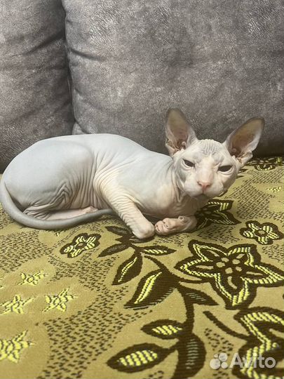 Кошка сфинкс