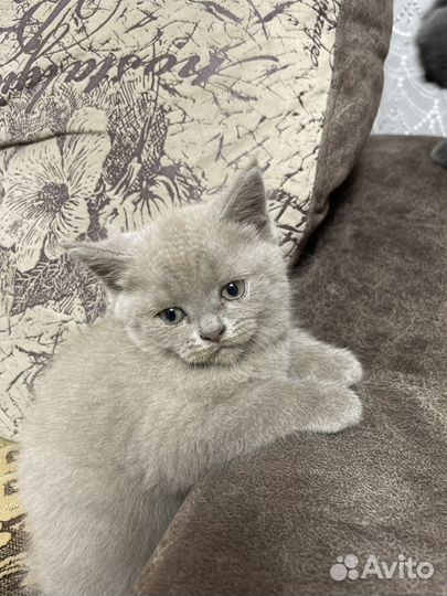Британские котята