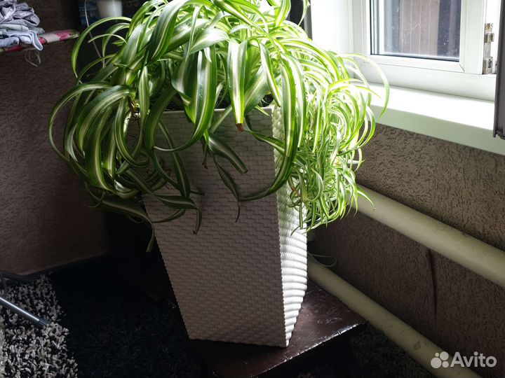 Хлорофитум кудрявый