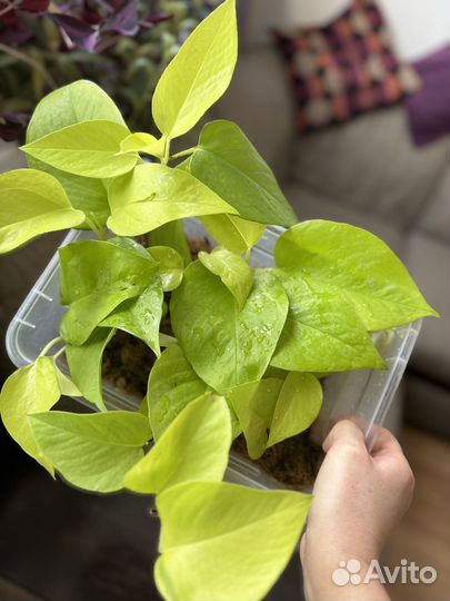 Сциндапсус неон