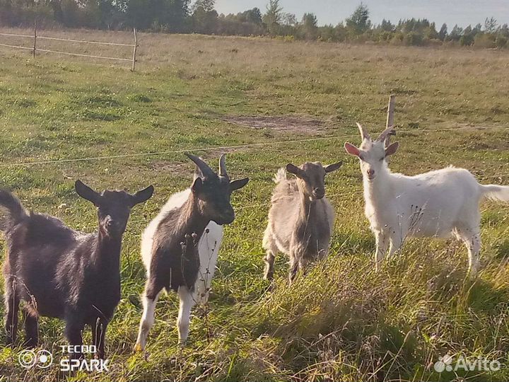 Козлята