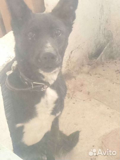 Собака Джек в добрые руки бесплатно