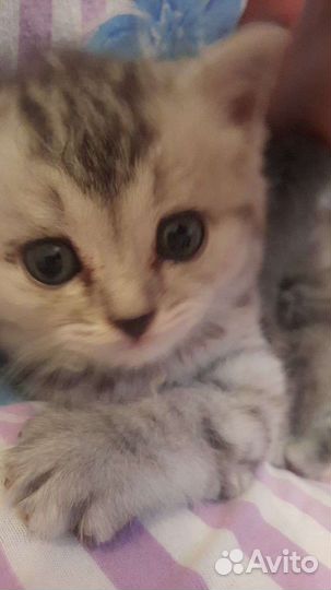 Британская кошка бесплатно