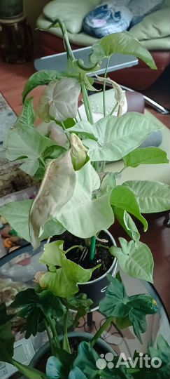 Сингониум кристмас мутейшен