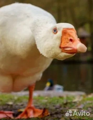 Гусак холмогор