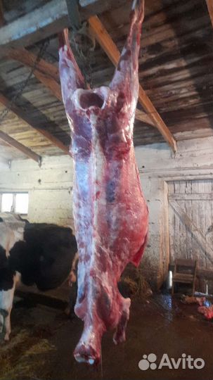 Мясо говядина для собак