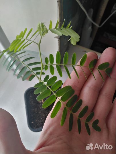 Тамаринд семена