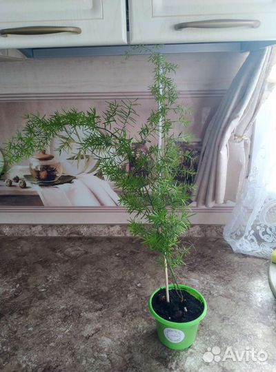 Аспарагус