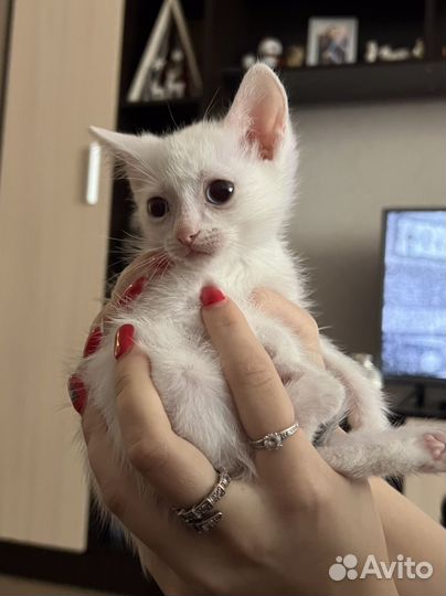 Котята