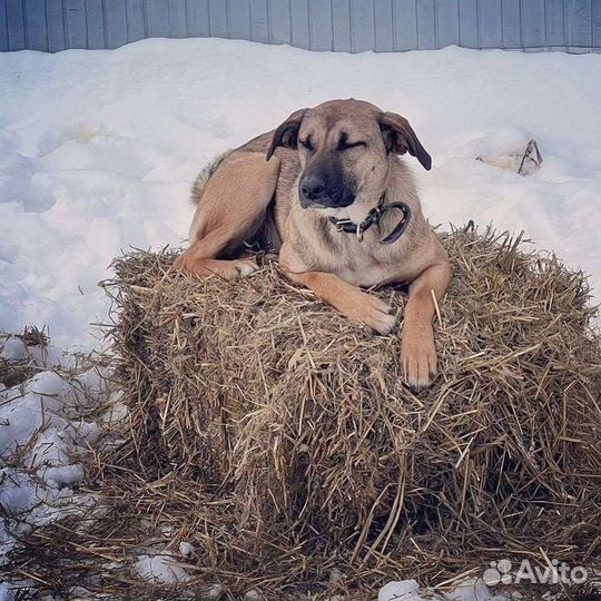 Собака Тайга
