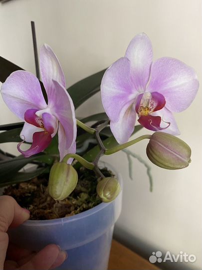Орхидея фаленопсис