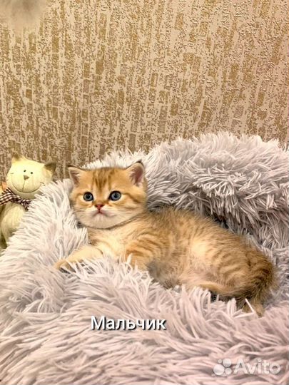 Шотландская