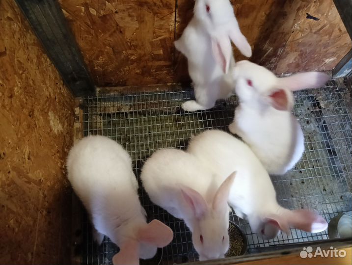 Кролики (1,5 мес.)