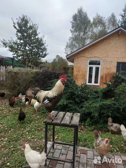 Петух Амераукан лавандовой возраст полтора года