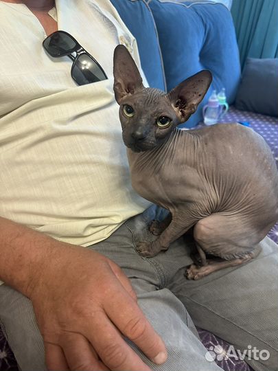 Донской сфинкс