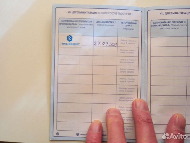 Щенок курцхаар